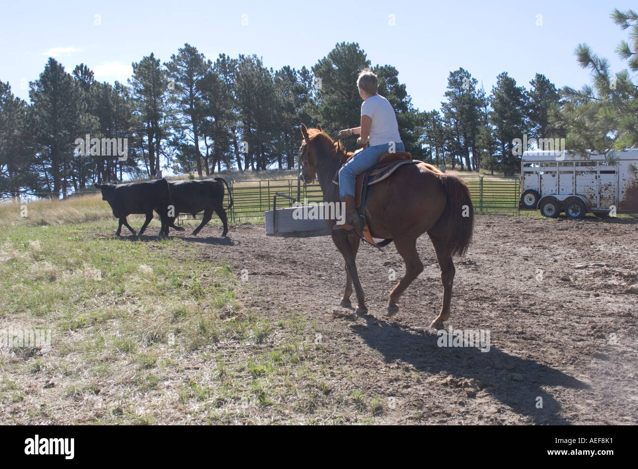 Ponderosa is a guest ranch where people can try their hand at cowboy living. Nebraska, Western USA. Stock Photo