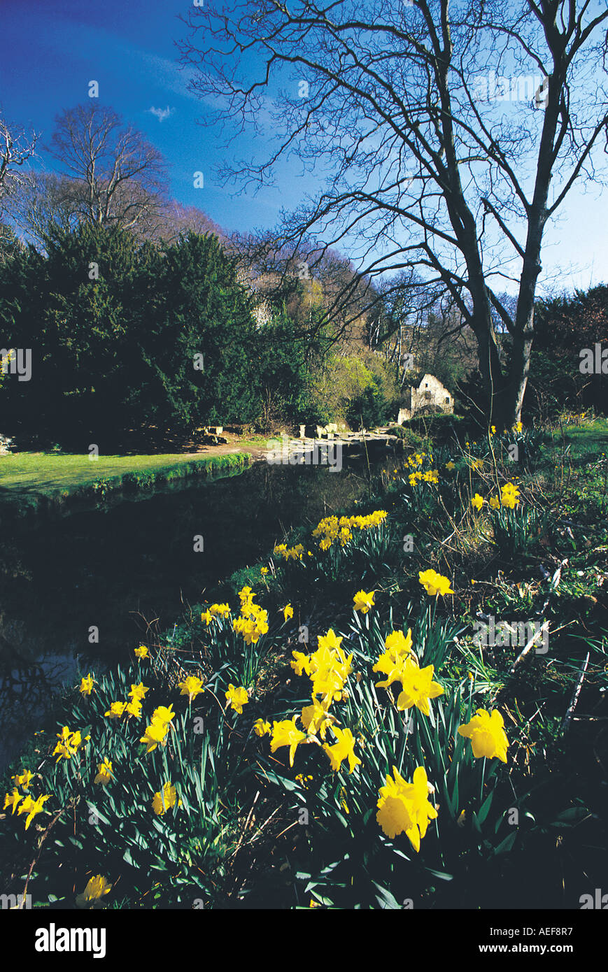 Jesmond Dene, spring, Newcastle upon Tyne Stock Photo