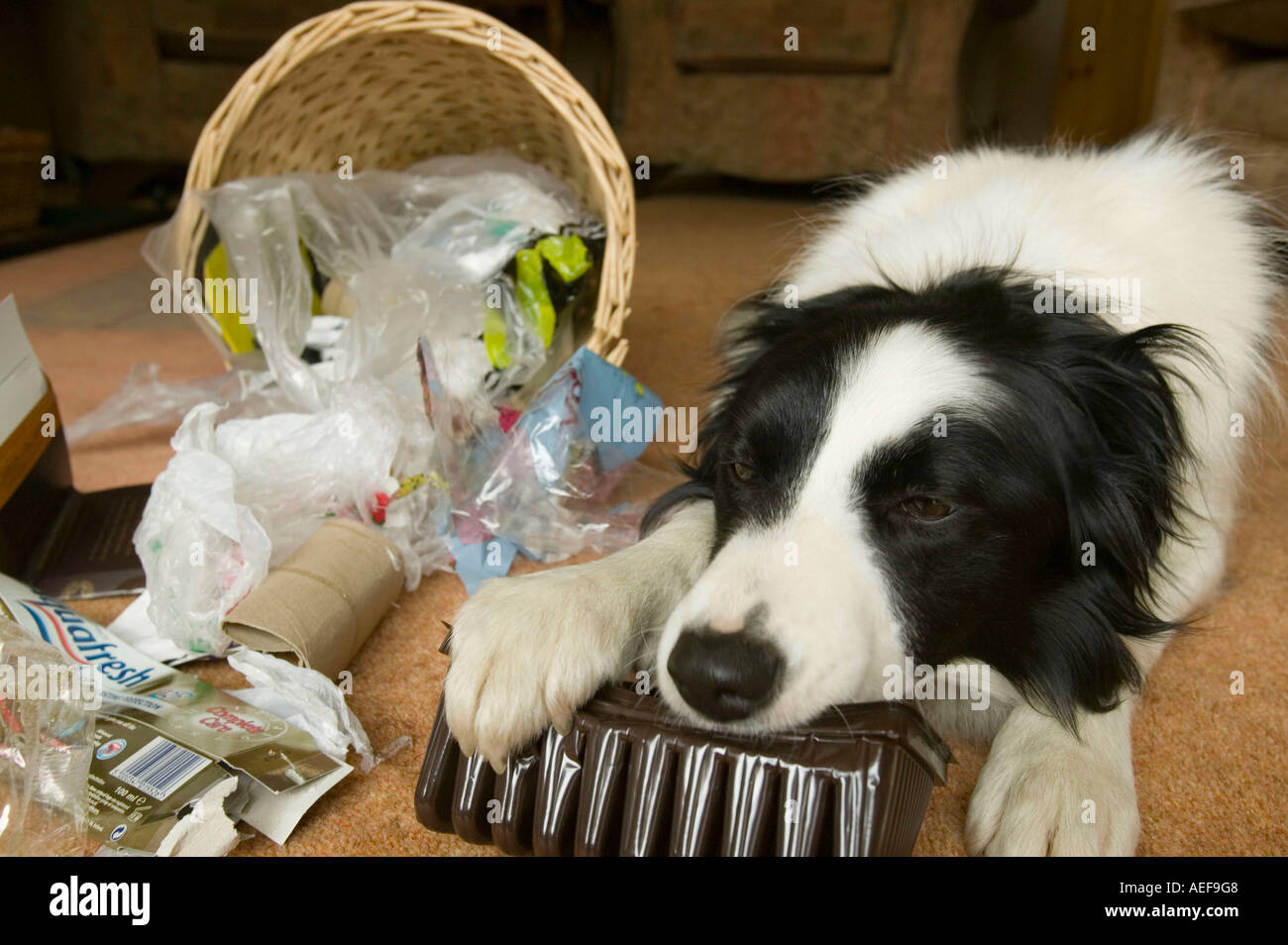 Do Border Collies Smell Bad