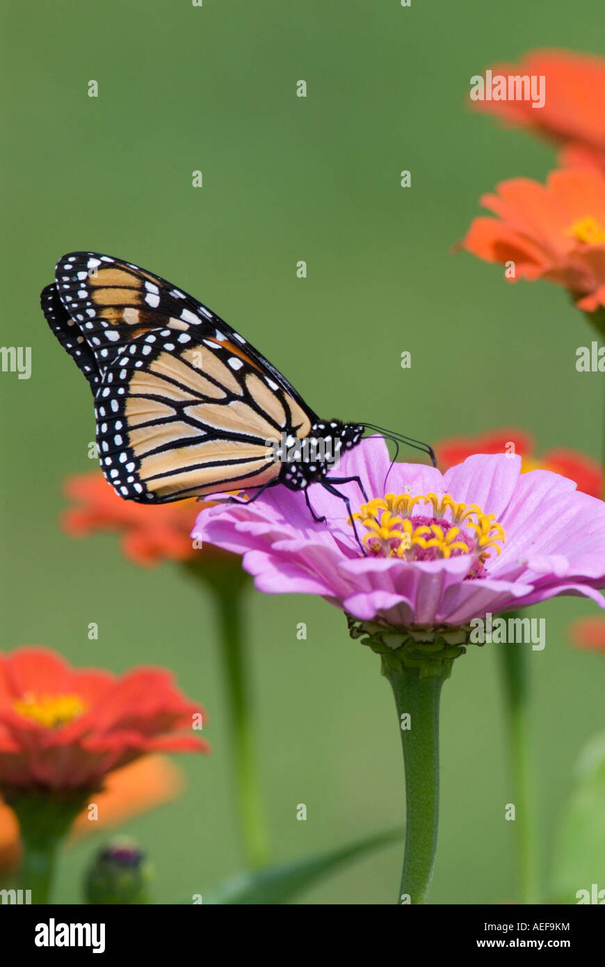 Monarch Butterfly Pollinating a Zinnia Flower Stock Photo