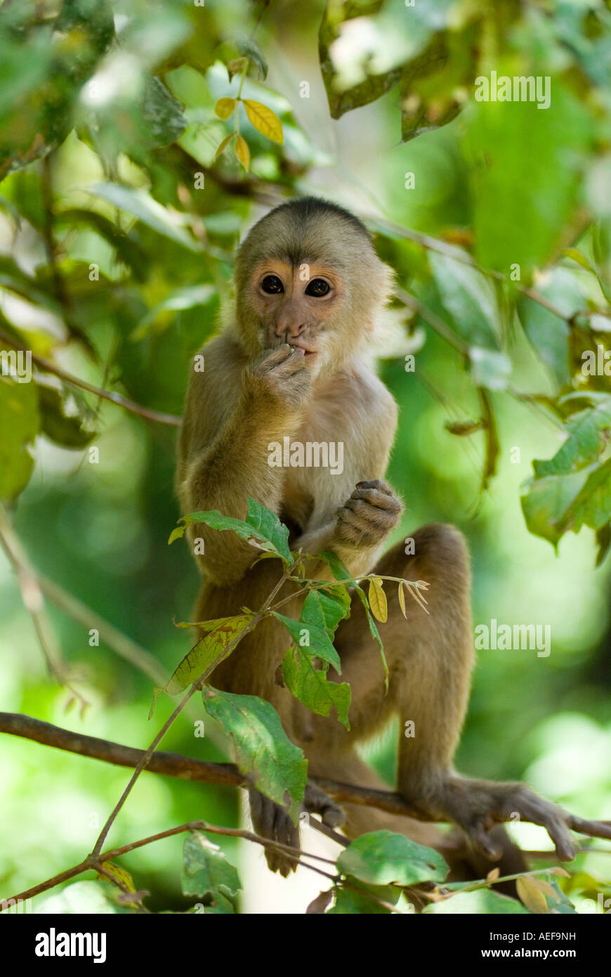 Cebus albifrons hires stock photography and images Alamy