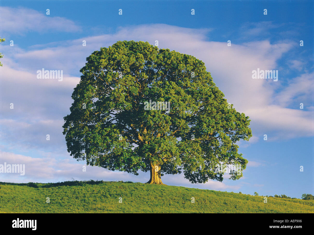 Oak tree in spring hi-res stock photography and images - Alamy
