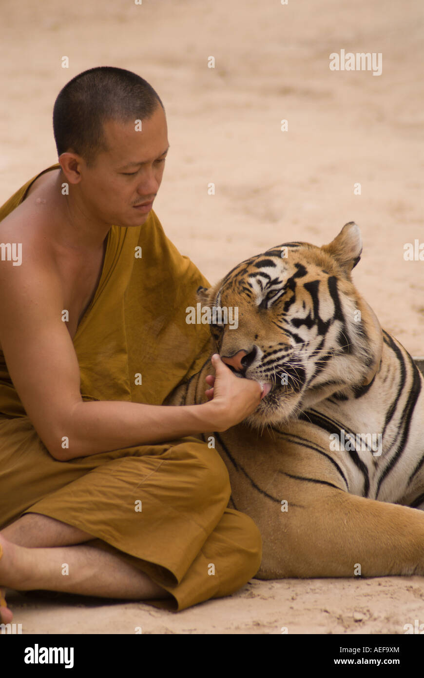 Monk and tiger at the Wat Pha Luang Ta Bua (tiger temple), Buddhist