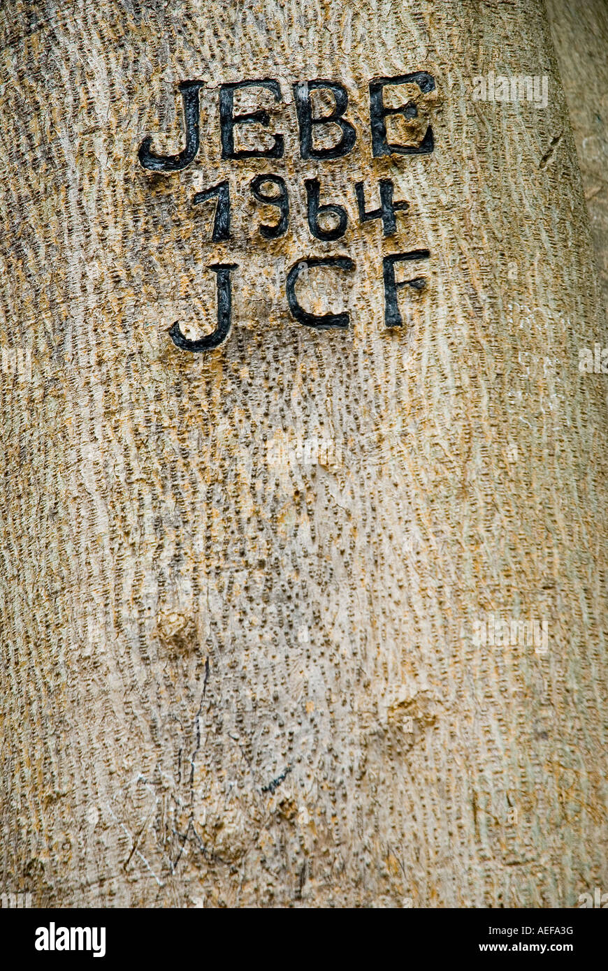 Tree Graffiti Initials Carved On Tree High Resolution Stock Photography and Images ...