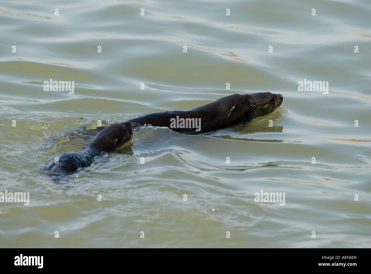 MARINE OTTERS female with two cubs Lontra felina Paracas National Park, Peru WILD Stock Photo
