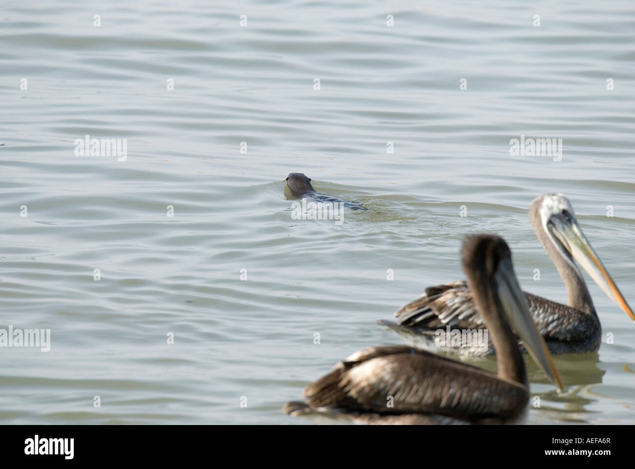 MARINE OTTER  Lontra felina Paracas National Park, Peru WILD Stock Photo