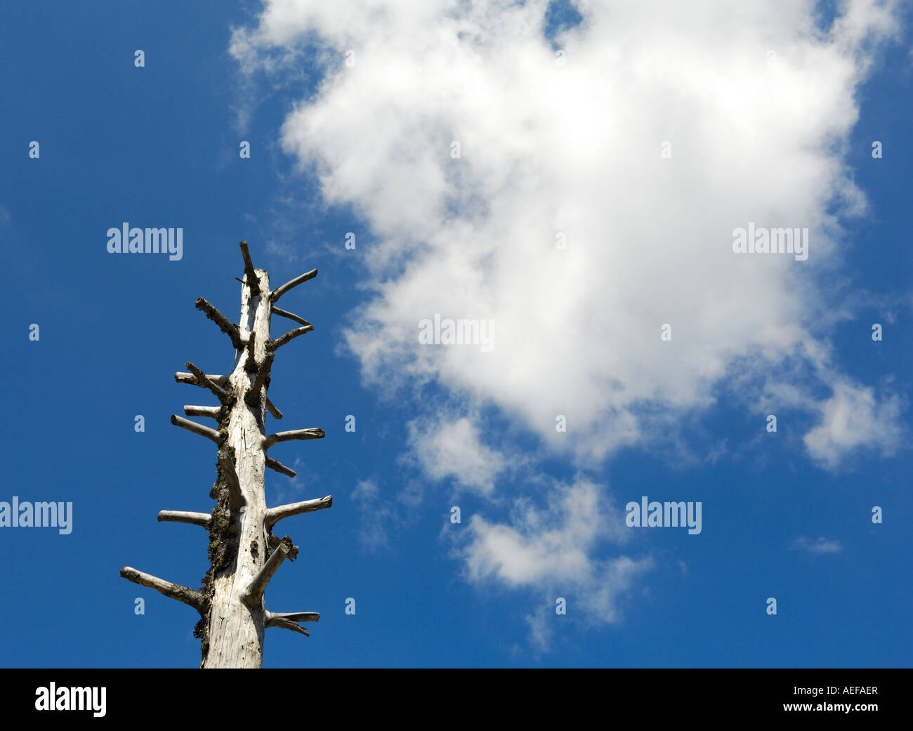 Dead tree and white clouds Stock Photo