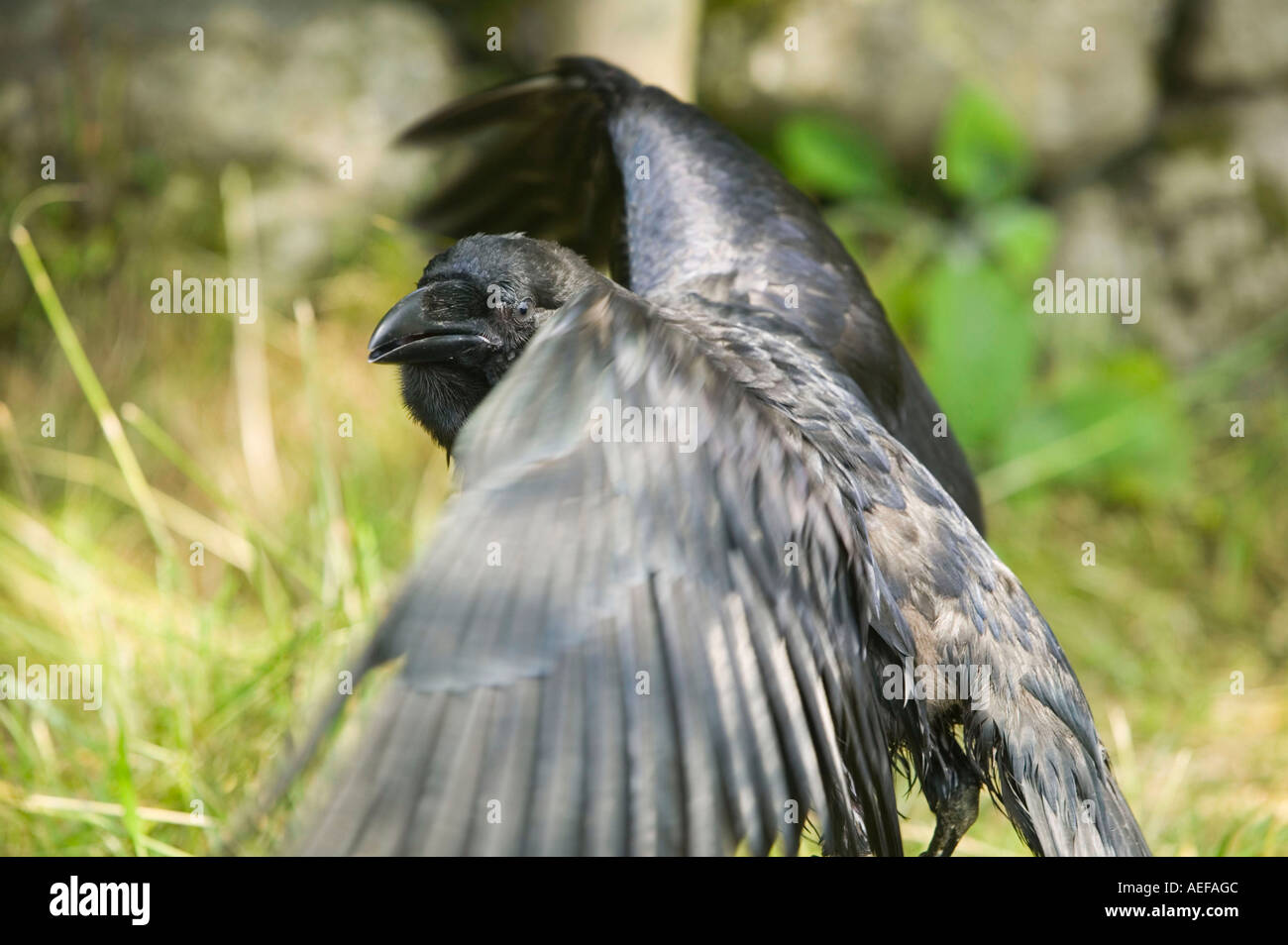 Raven wingspan hires stock photography and images Alamy