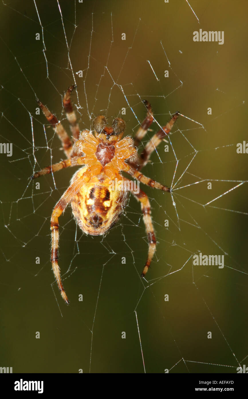 Underside View of a Garden Spider Araneus diadematus on Web Stock Photo ...