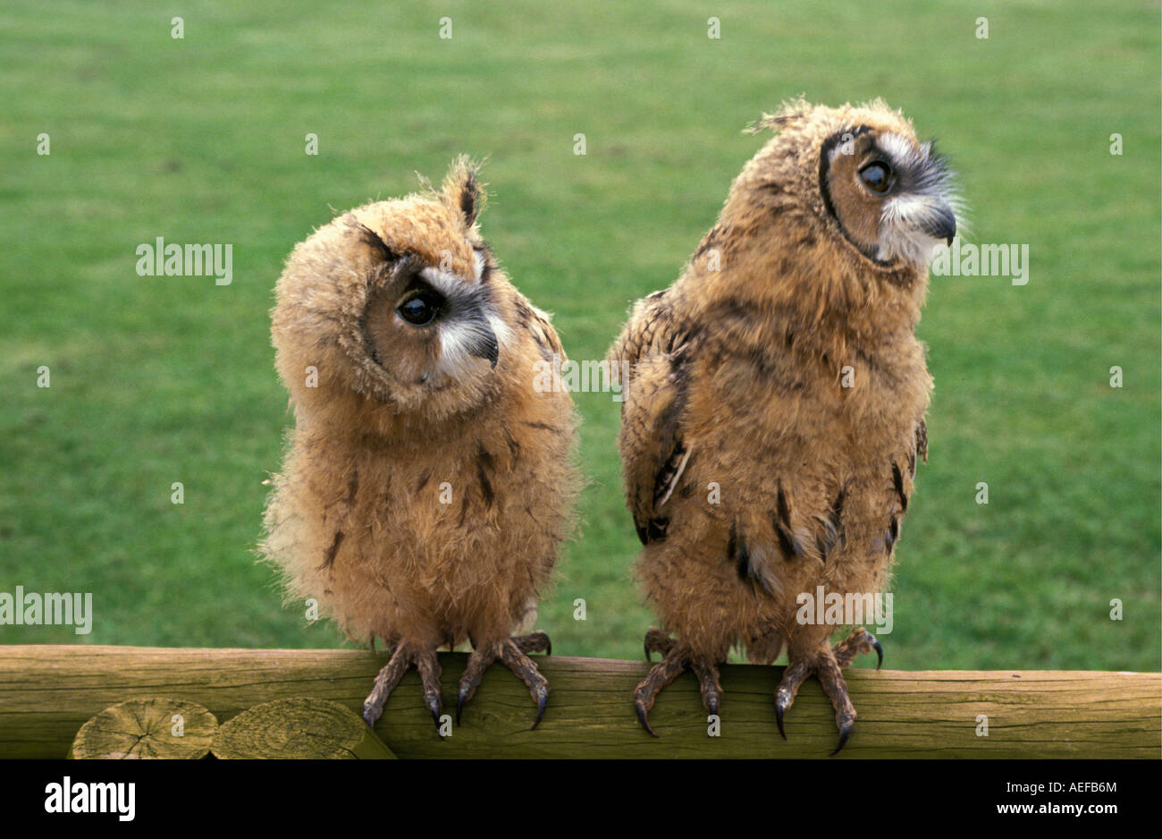 Great Britain, Crow, New Forest Owl Sanctuary, Longeared Owl, Asio Otis