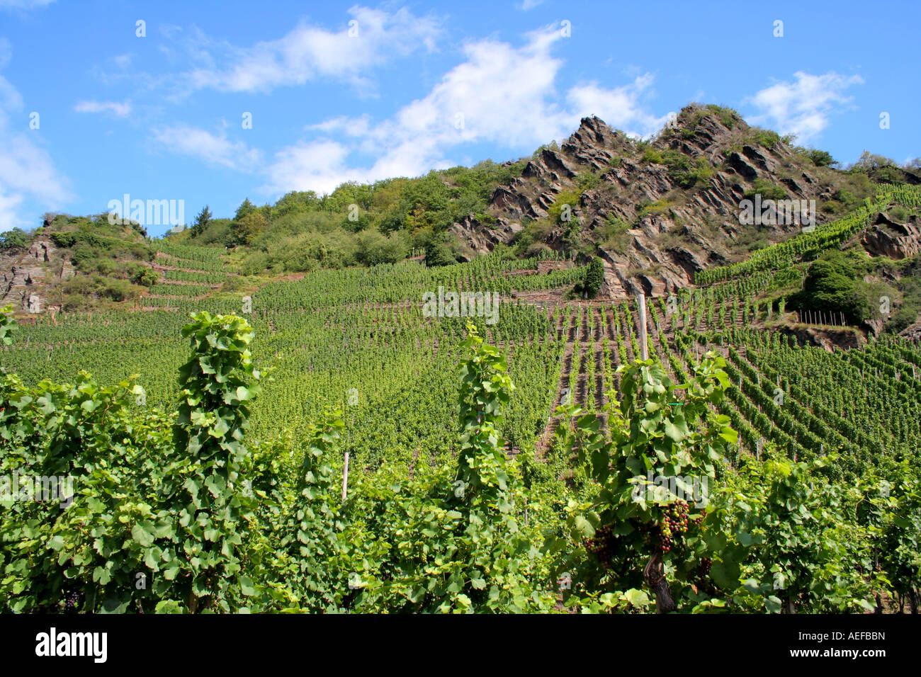 Vineyard Ahr Valley Rhineland Palatinate Germany Europe Stock Photo