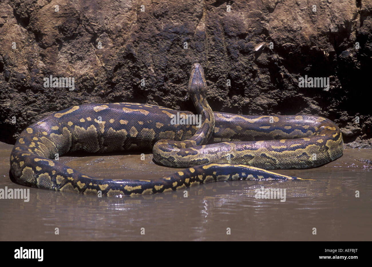 African Rock python Python sebae Masai Mara National Park Kenya Stock Photo