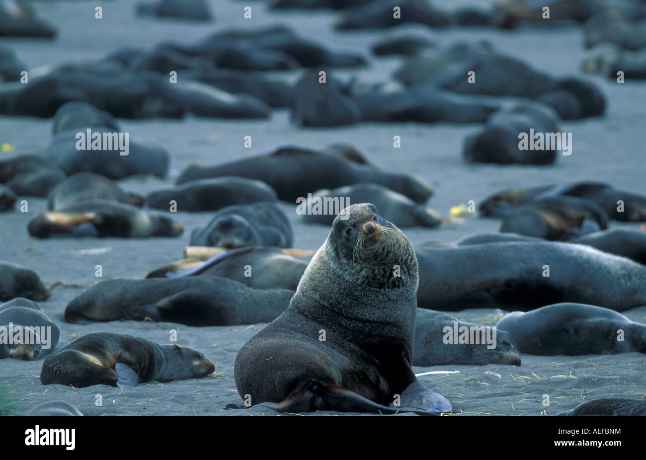 Fur Seals Callorhinus ursinus Pribilof Islands Alaska Stock Photo Alamy