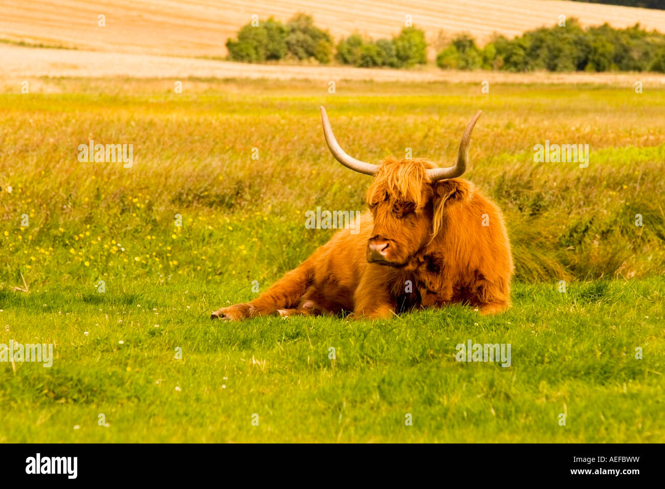 Highland cow, Scotland Stock Photo Alamy