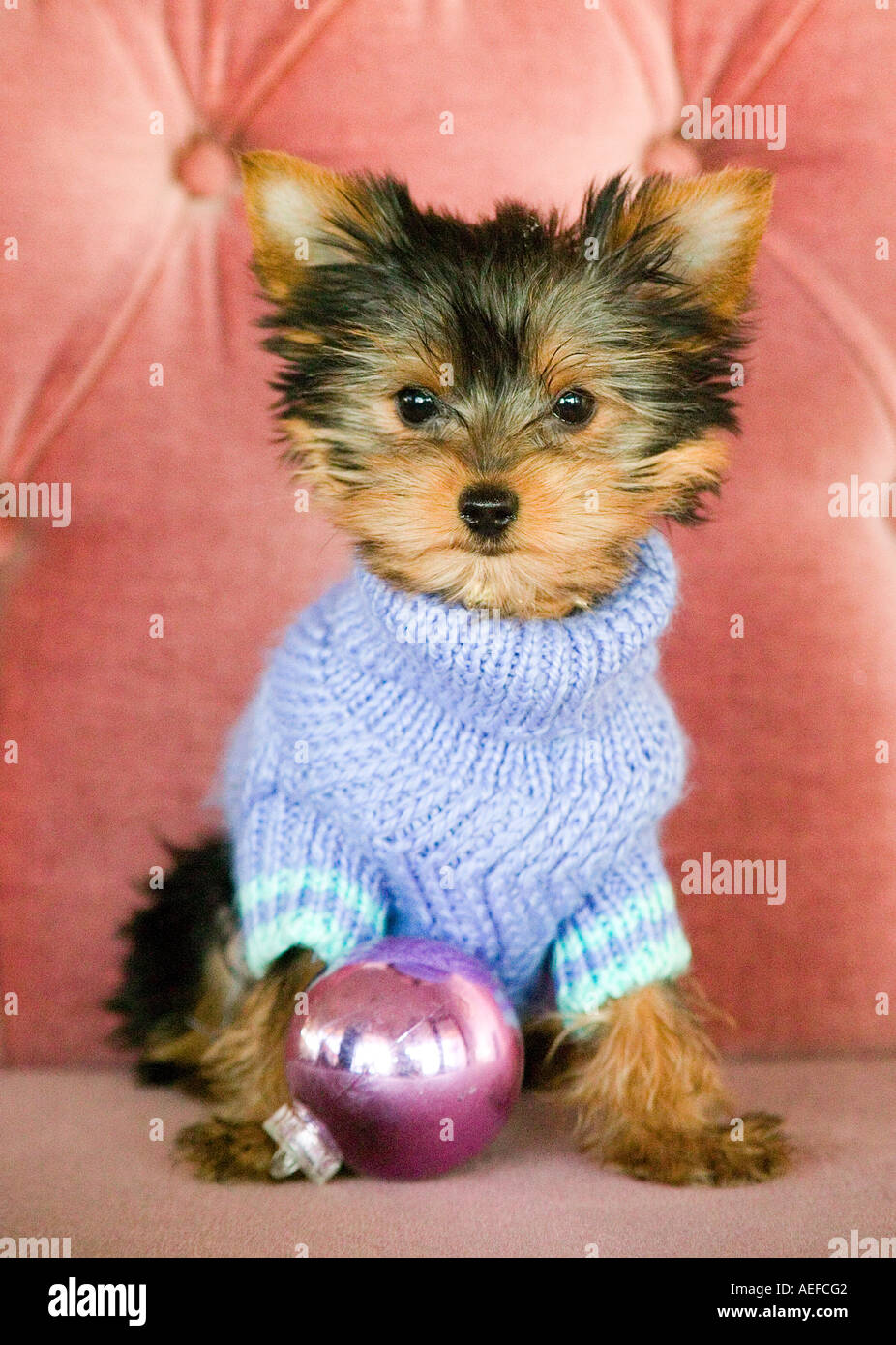 Yorkshire Terrier at Christmas Stock Photo