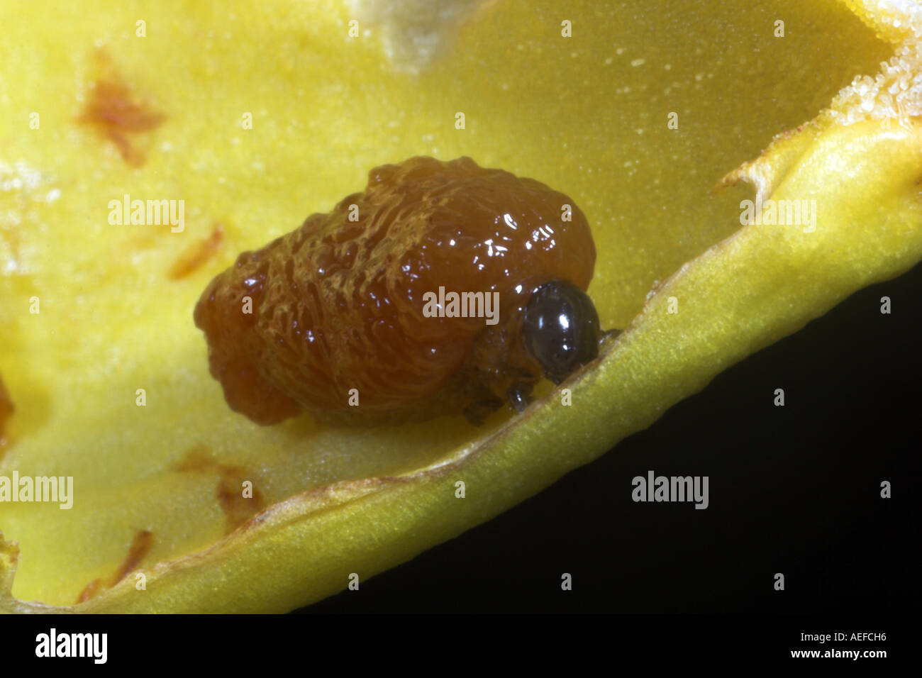 Lily beetle larva hi-res stock photography and images - Alamy
