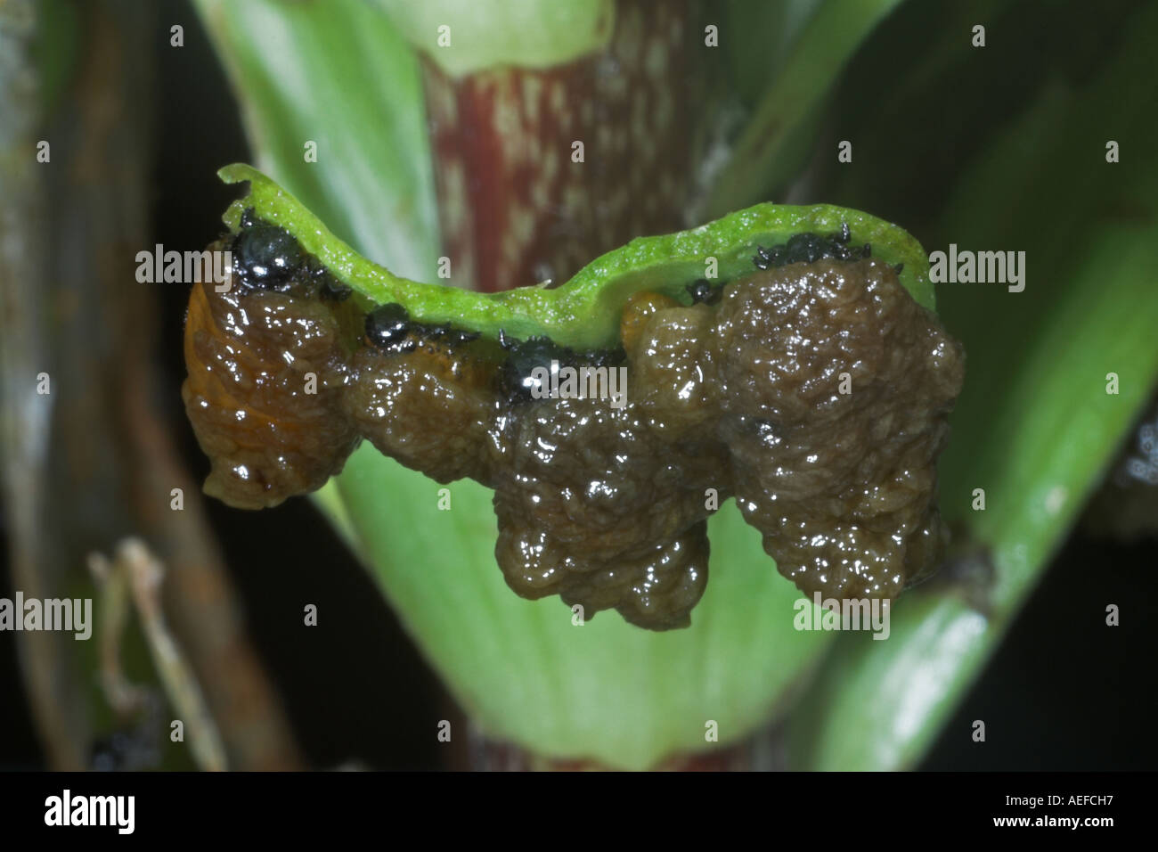 Grubs of the lily beetle Lilioceris lilii feeding on lily leaf