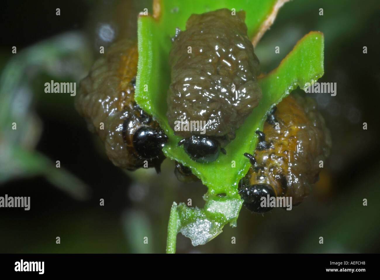 Grubs of the lily beetle lilioceris lilii feeding on lily leaf