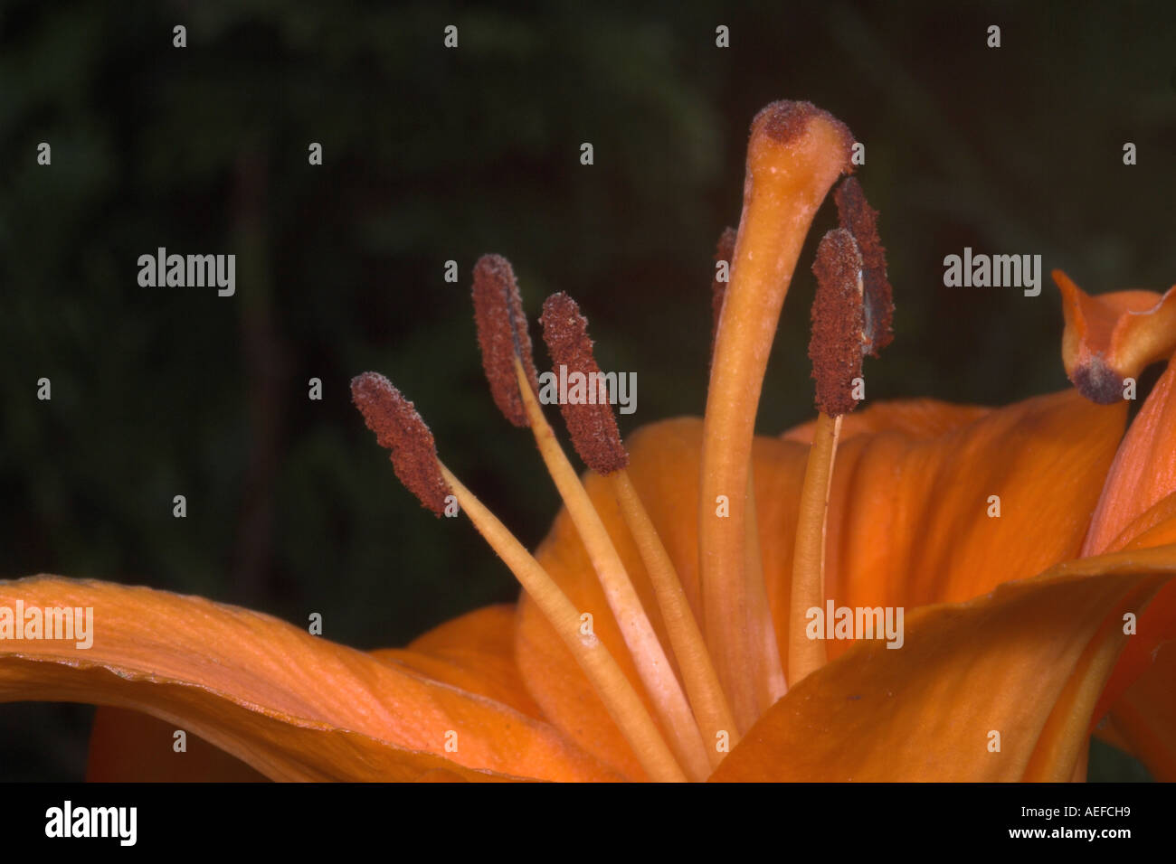 Lily flower. England Stock Photo