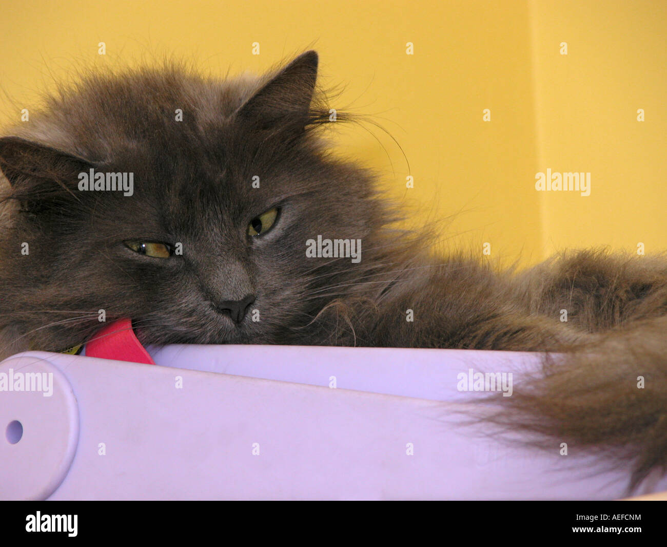 cute looking long haired cat Stock Photo - Alamy