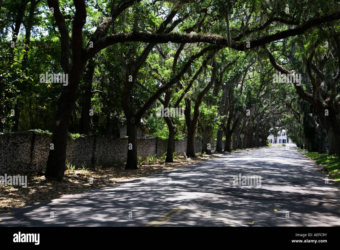 Magnolia avenue in St Augustine florida USA Stock Photo Alamy