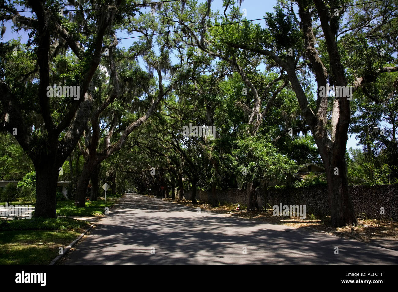 Magnolia avenue in St Augustine florida USA Stock Photo Alamy