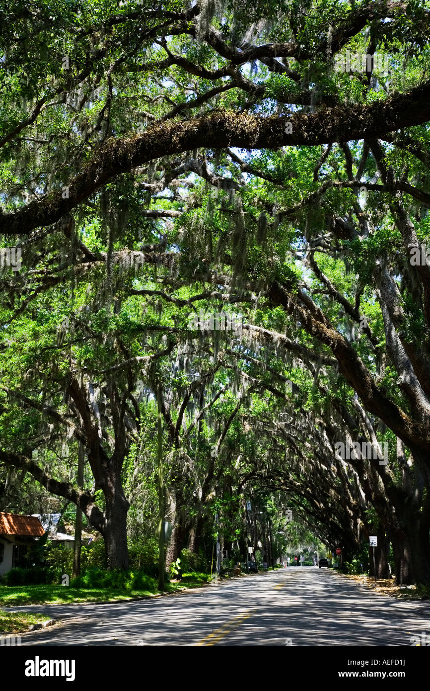 Magnolia avenue in St Augustine florida USA Stock Photo Alamy