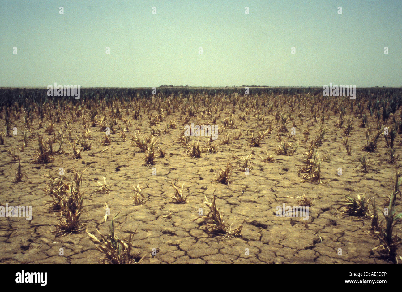 Mali Gao Drought effecting the growing of millet in 1984 and 1985 Stock