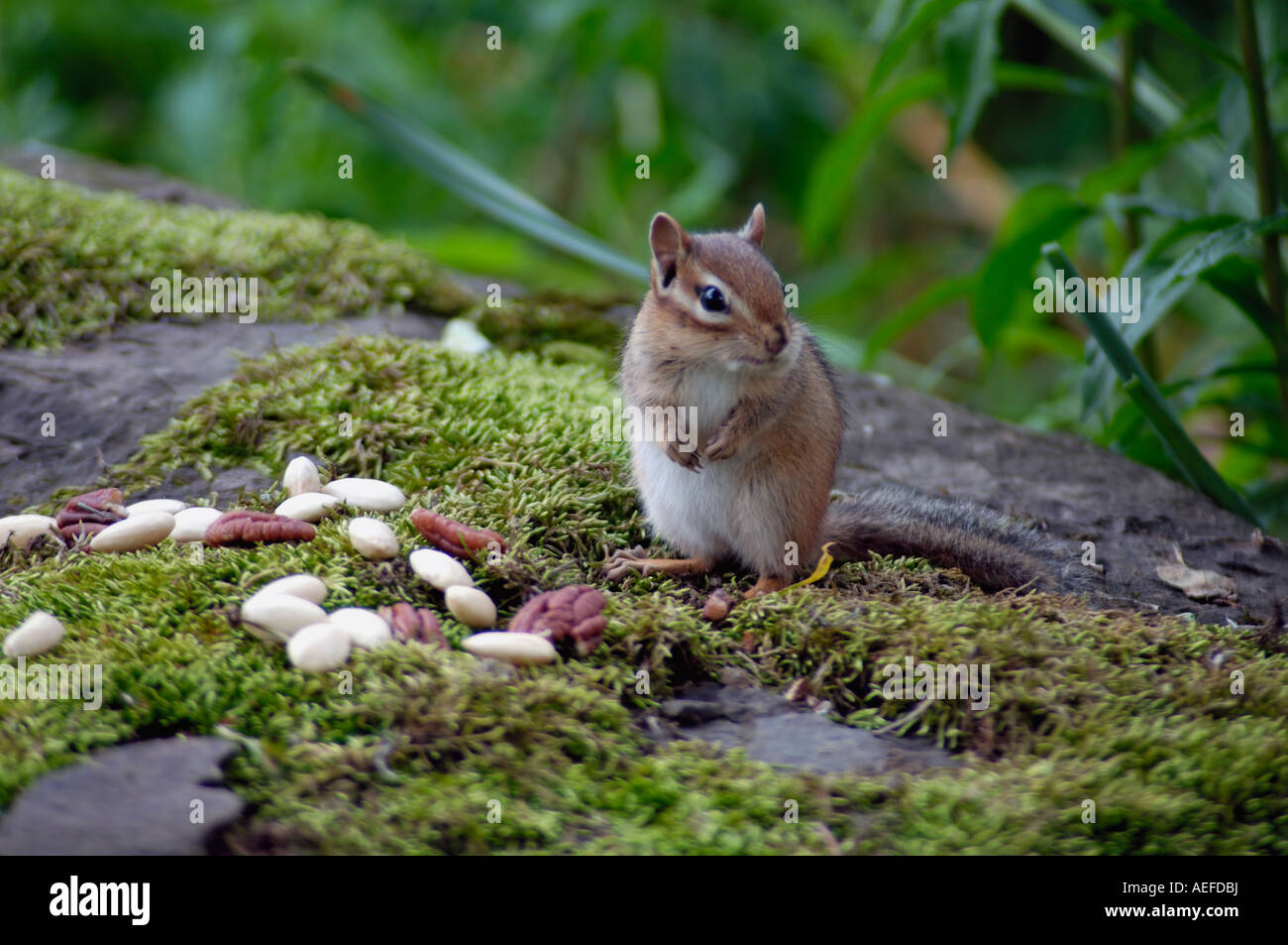 chipmunk and nuts on rock Stock Photo
