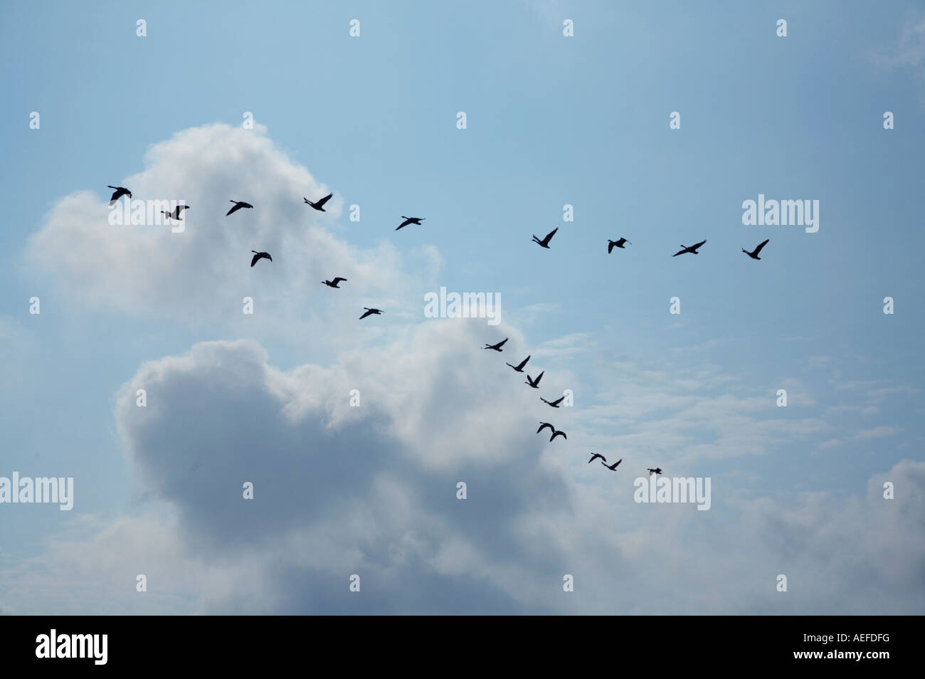 Canadian Geese flying in formation over the Adirodack Mountains of New