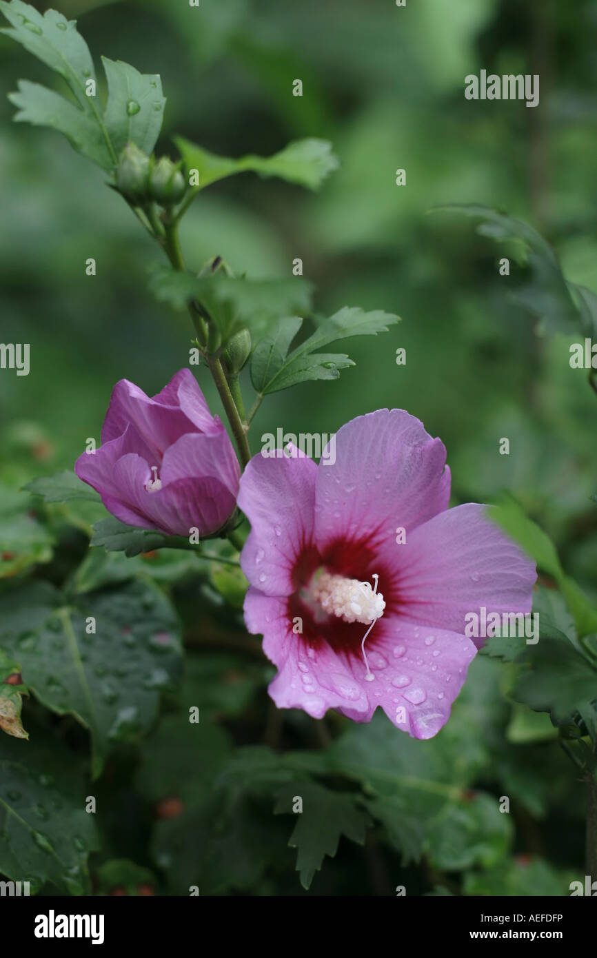 Street flowers in Brooklyn Stock Photo Alamy
