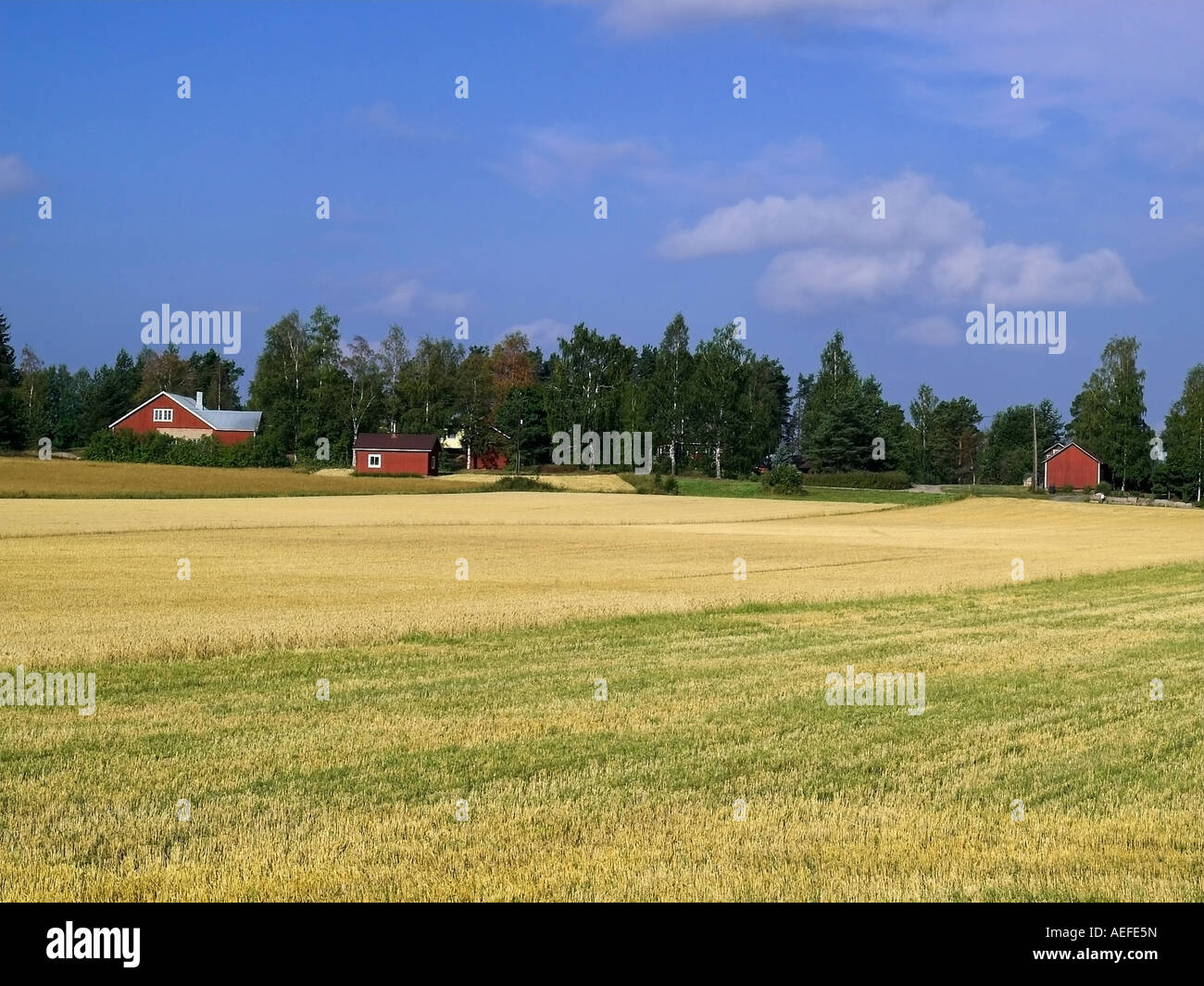 countryside view in Finland Stock Photo Alamy
