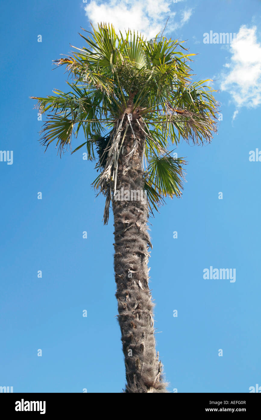 Chusan Palm (Trachycarpus fortunei) against blue sky in summer Stock Photo