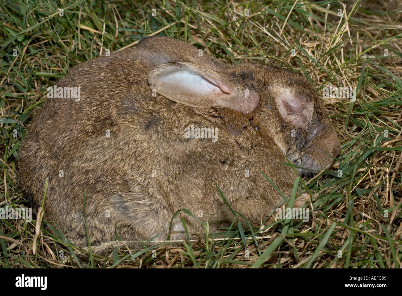 Rabbit With Myxomatosis High Resolution Stock Photography and Images