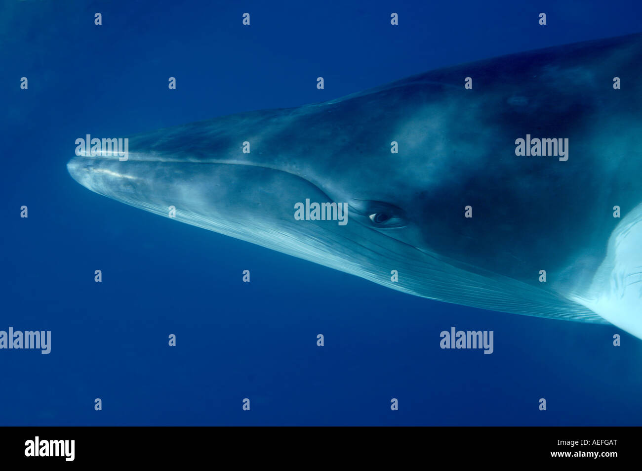 Diving with dwarf minke whale Australia Great Barrier Reef Stock Photo