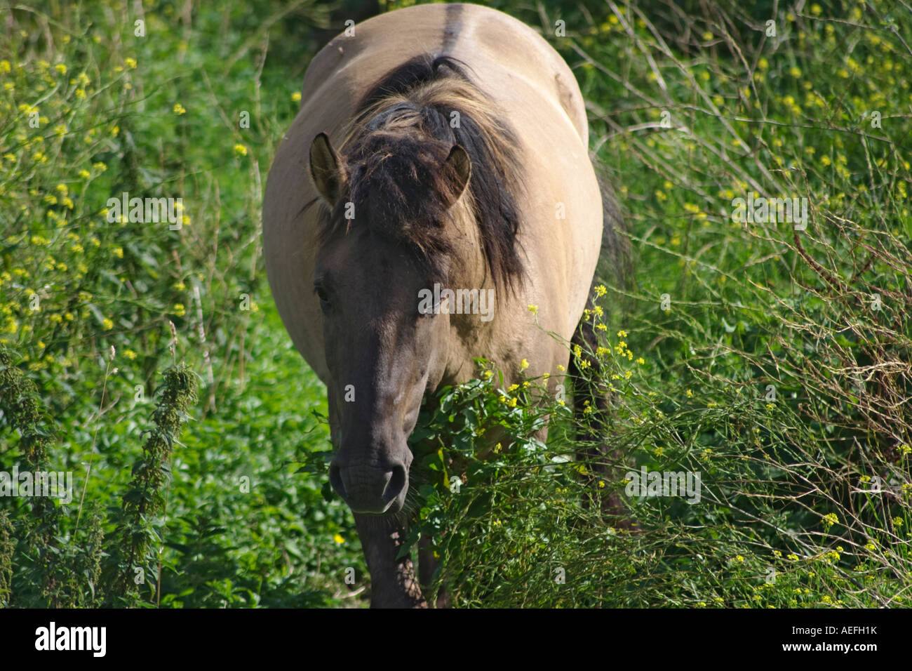 Horse weed hires stock photography and images Alamy