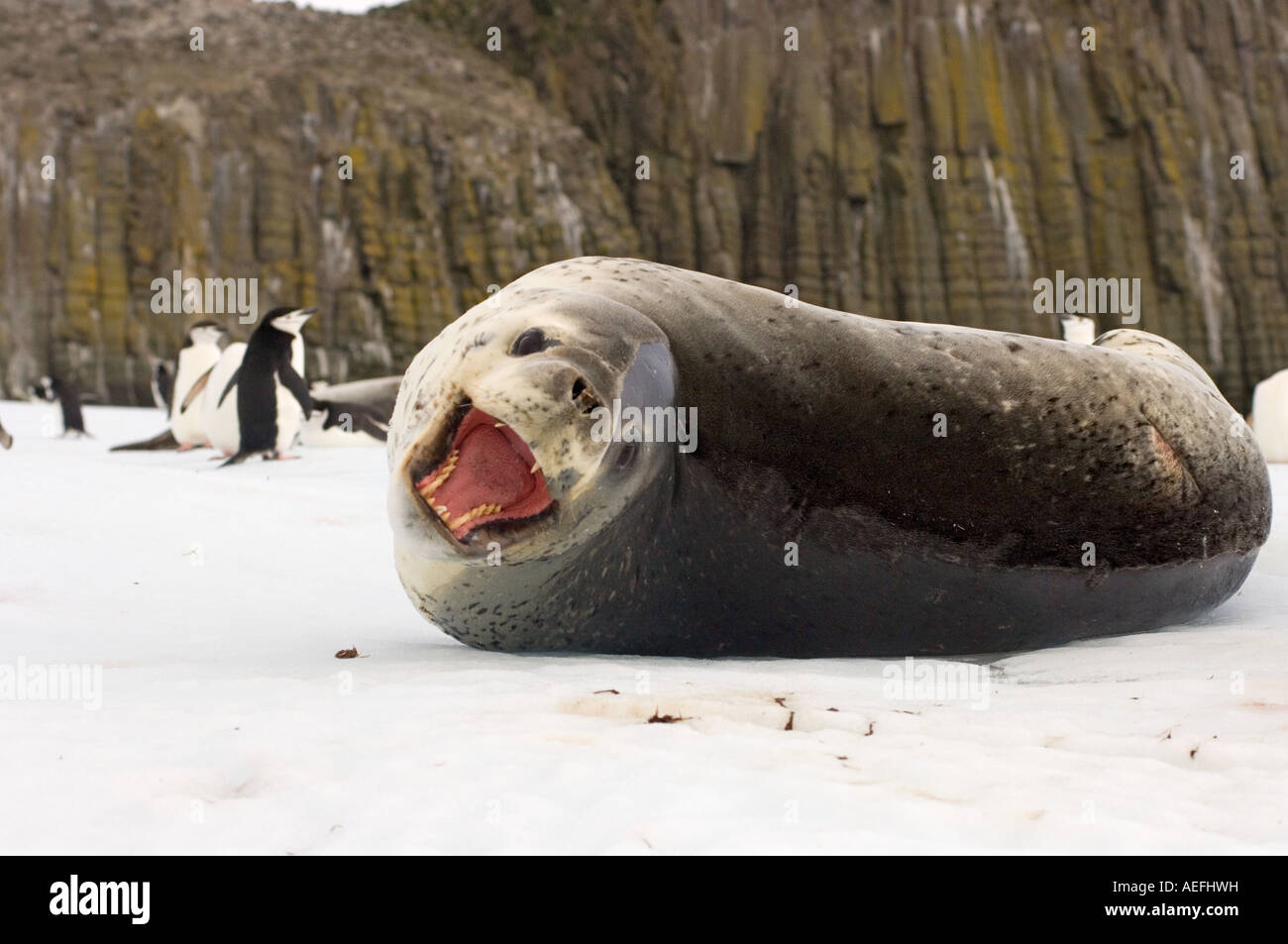 Penguin tongue hires stock photography and images Alamy