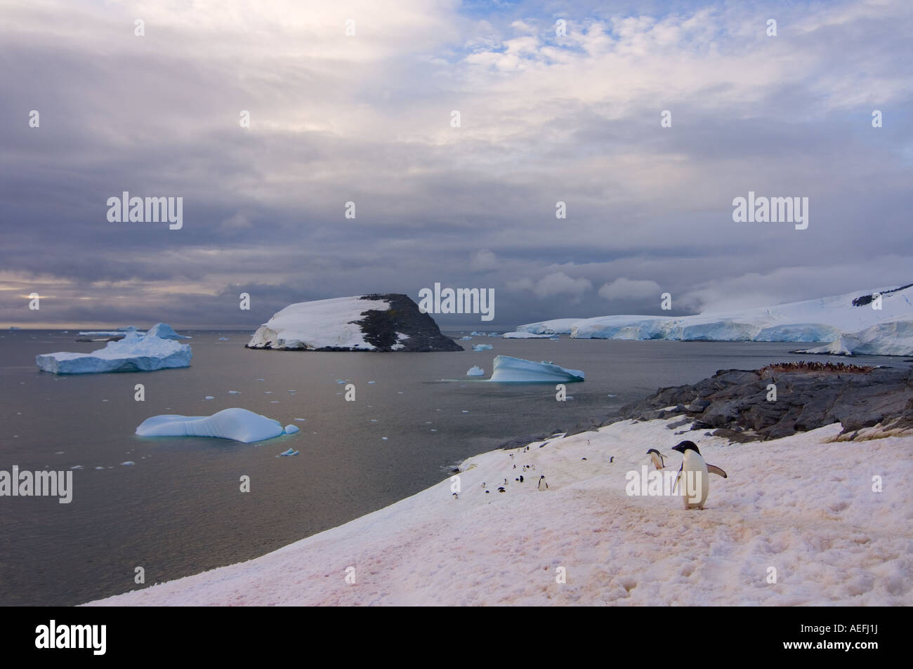 adelie penguin Pygoscelis Adeliae colony along the western Antarctic ...