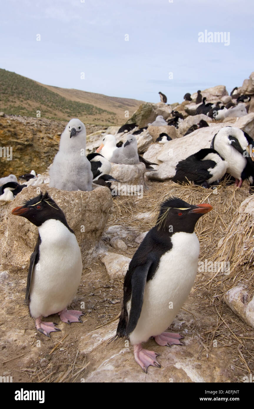 macaroni penguins Eudyptes chrysolophus black browed albatross Diomedea melanophris and cormorants Stock Photo