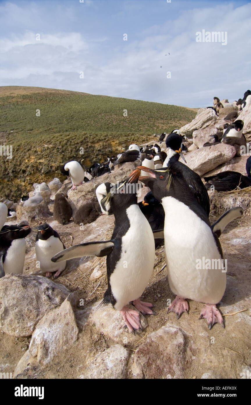 macaroni penguins Eudyptes chrysolophus on New Island Falkland Islands South Atlantic Ocean Stock Photo