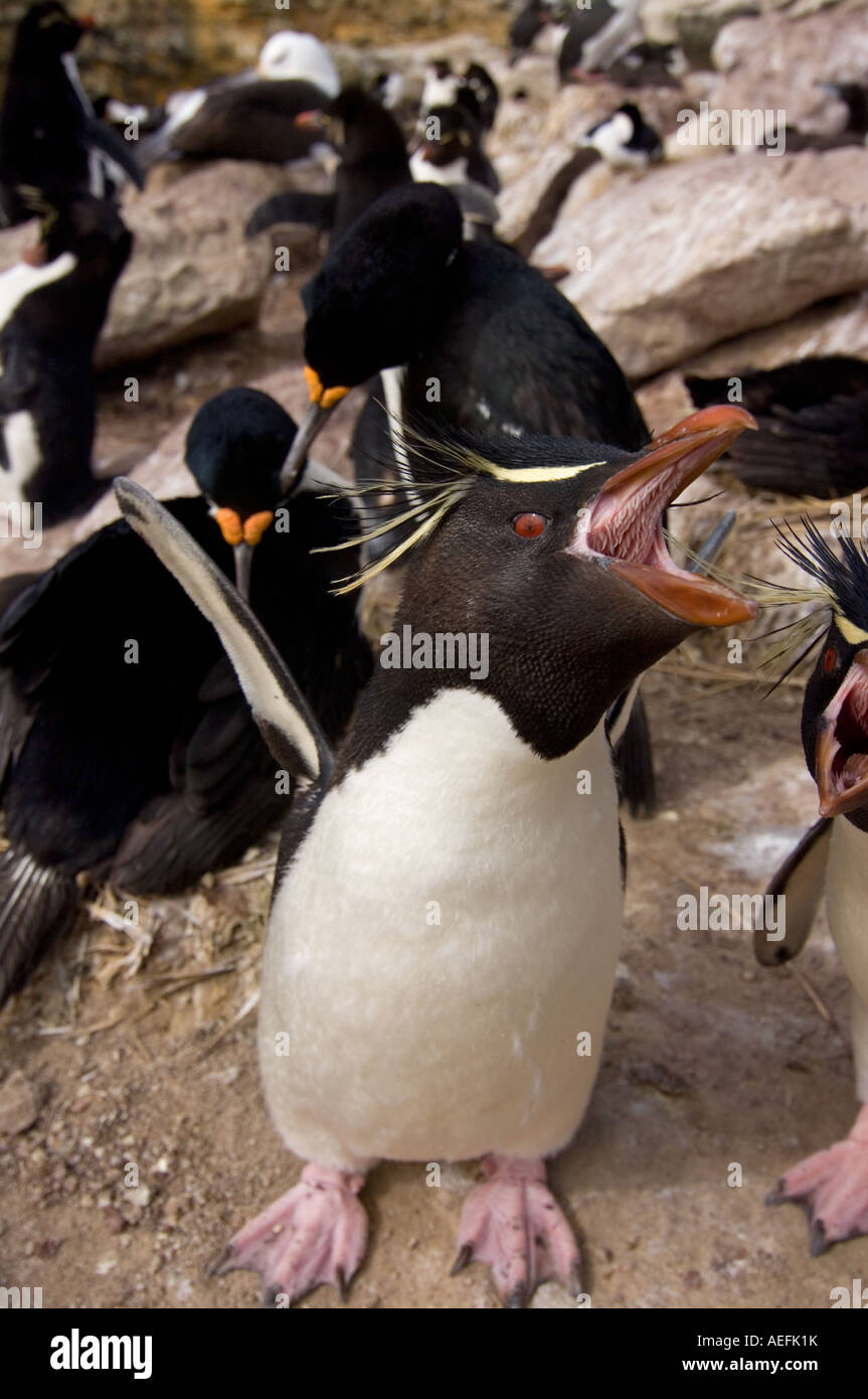macaroni penguin Eudyptes chrysolophus on New Island Falkland Islands South Atlantic Ocean Stock Photo