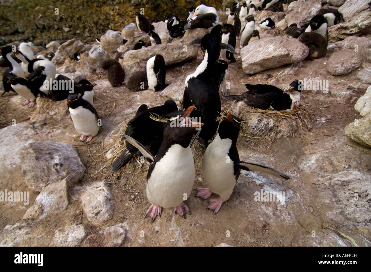 macaroni penguins Eudyptes chrysolophus on New Island Falkland Islands South Atlantic Ocean Stock Photo