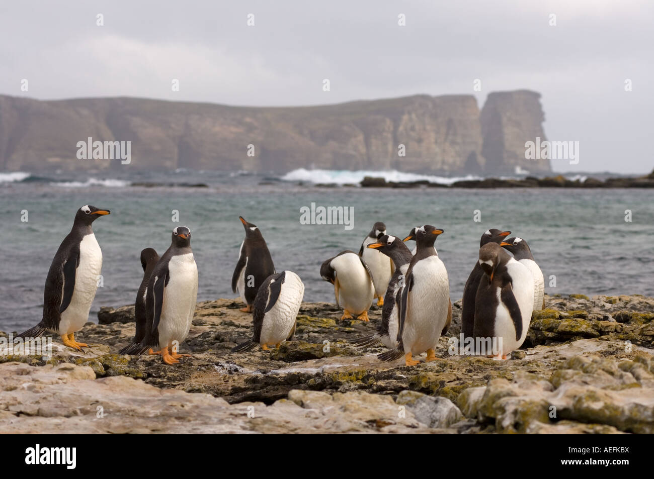 gentoo penguins Pygoscelis papua on Beaver Island Falkland Islands South Atlantic Ocean Stock Photo