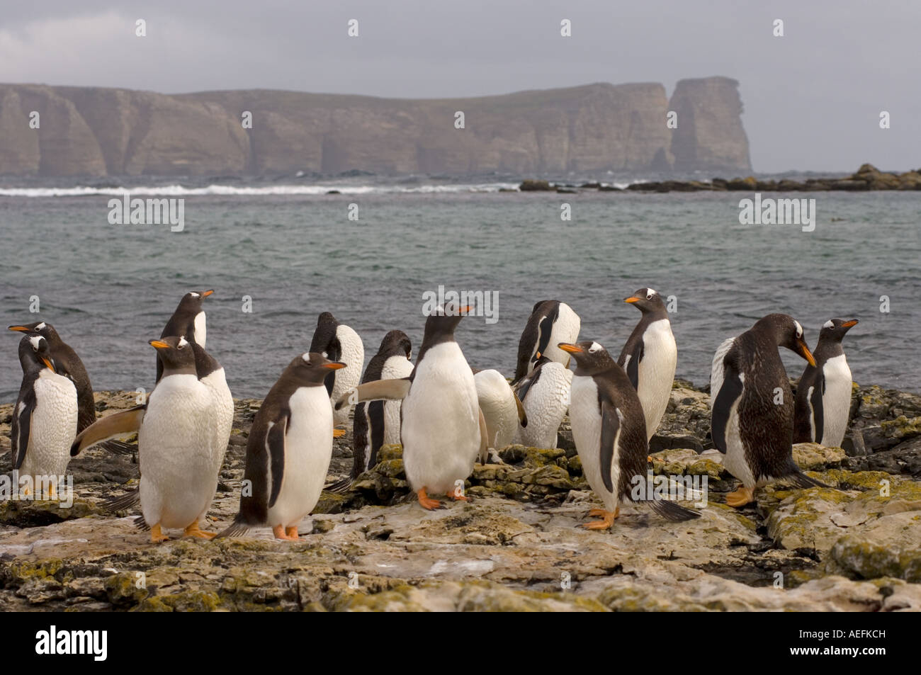 gentoo penguins Pygoscelis papua on Beaver Island Falkland Islands South Atlantic Ocean Stock Photo
