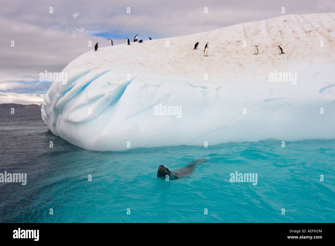 leopard seal Hydrurga leptonyx swimming around an iceberg with