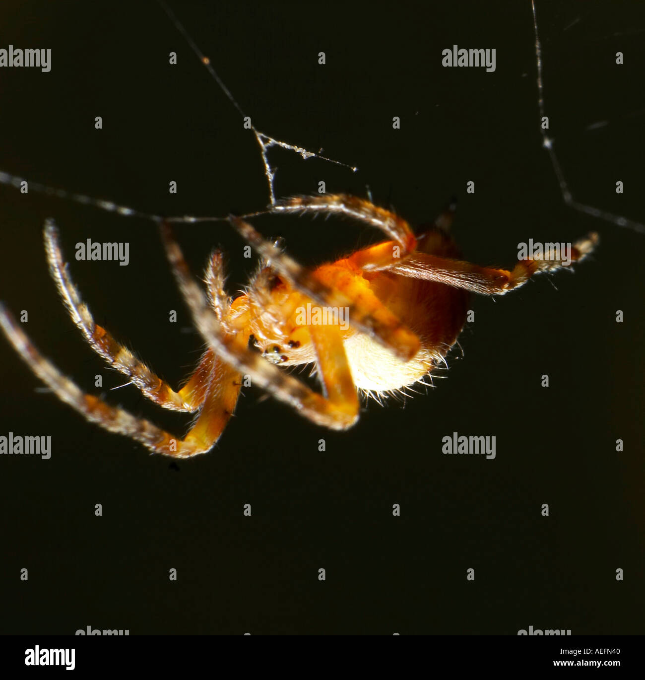 young garden spider Stock Photo - Alamy