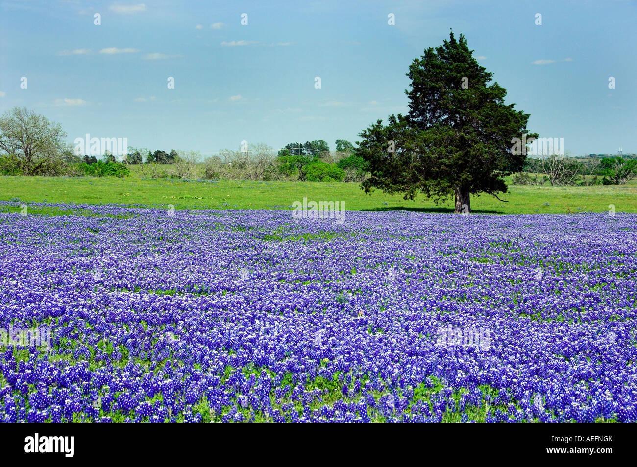 Spring wildflowers of Texas bluebonnets and a lone tree near Brenham Texas USA Stock Photo