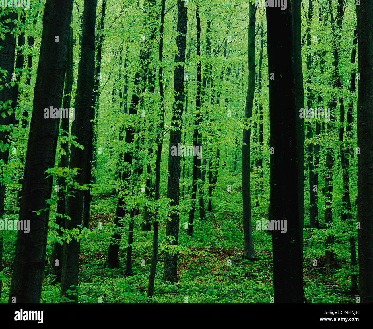 densely wooded forest Stock Photo - Alamy