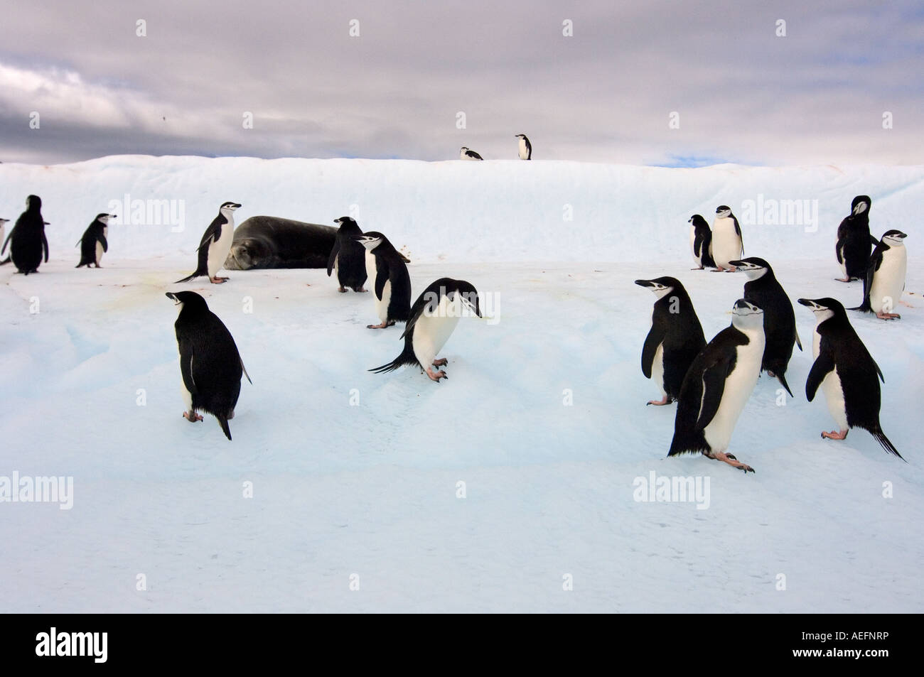 chinstrap penguins Pygoscelis antarctica and leopard seal on an iceberg ...