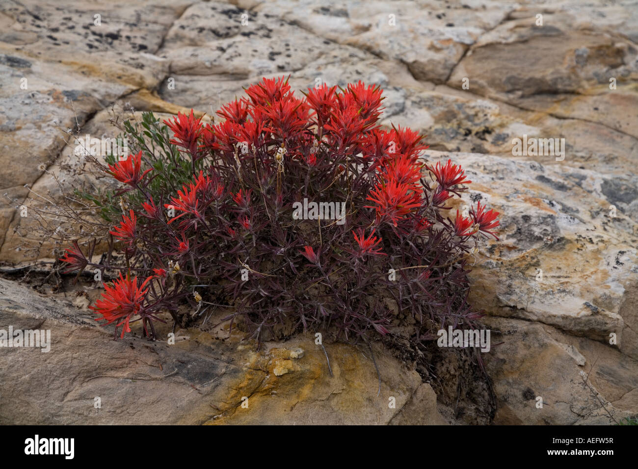 Red flowers growing out of sandstone rock in southern Utah Stock Photo